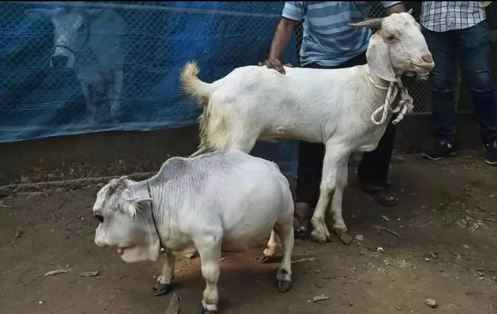 penampakan hewan kurban © 2021 berbagai sumber