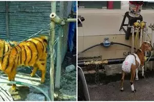 11 Penampakan hewan kurban ini bikin senyum sendiri