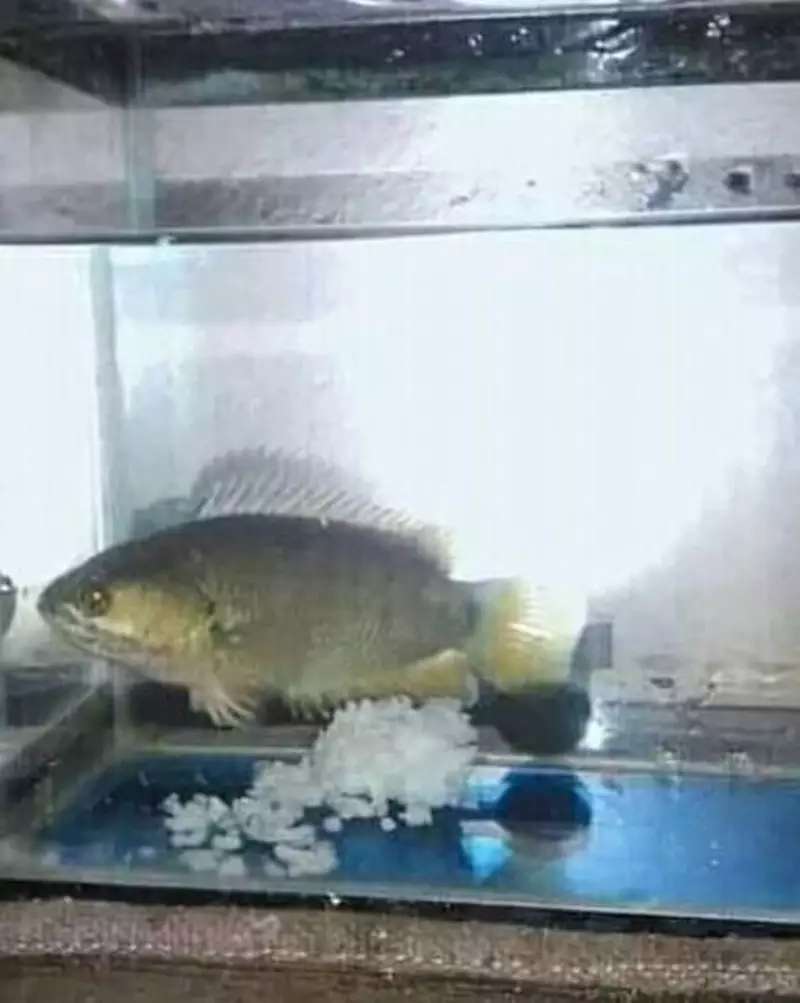 pelihara ikan kocak © 2021 berbagai sumber