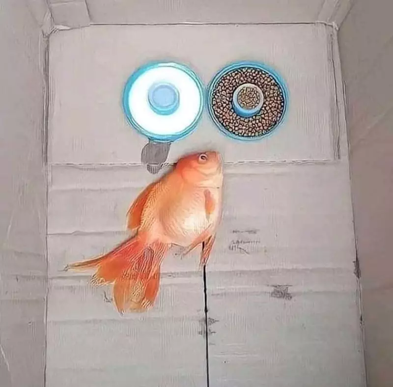 pelihara ikan kocak © 2021 berbagai sumber