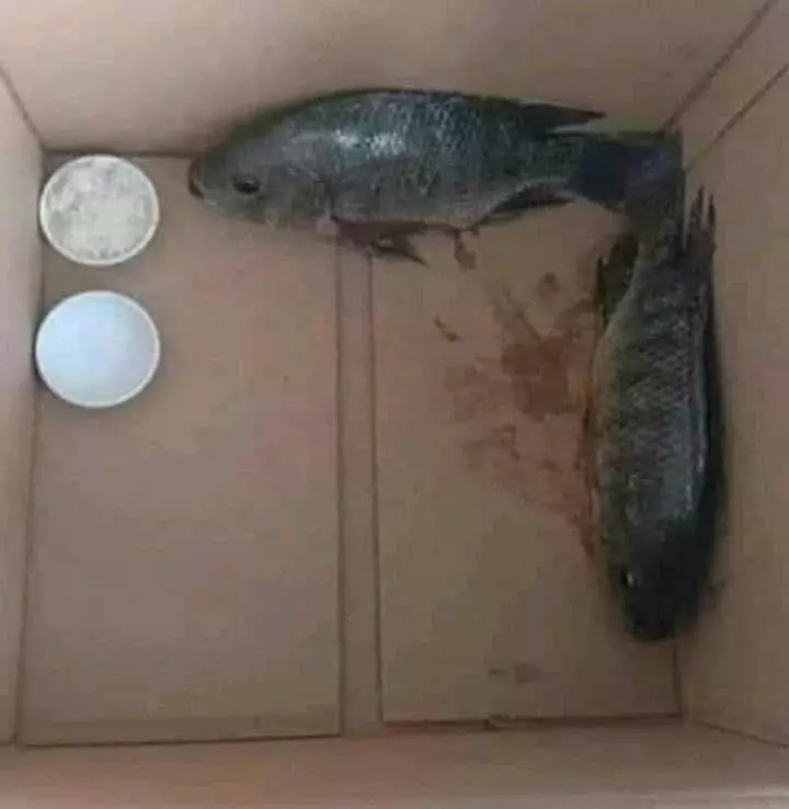 pelihara ikan kocak © 2021 berbagai sumber