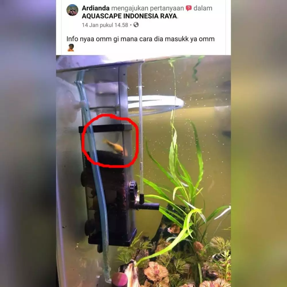 pelihara ikan kocak © 2021 berbagai sumber