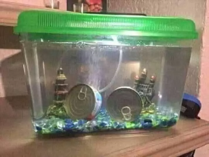 pelihara ikan kocak © 2021 berbagai sumber