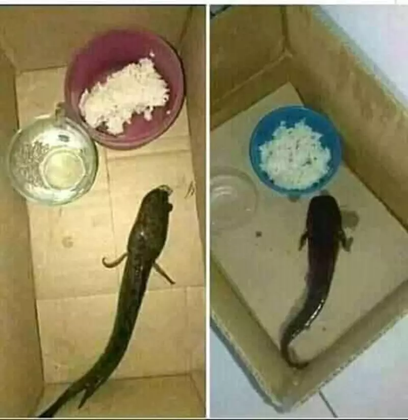 pelihara ikan kocak © 2021 berbagai sumber