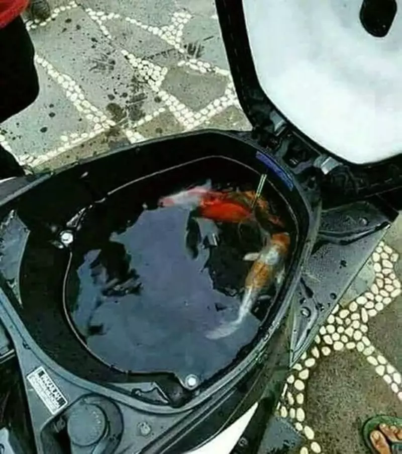 pelihara ikan kocak © 2021 berbagai sumber