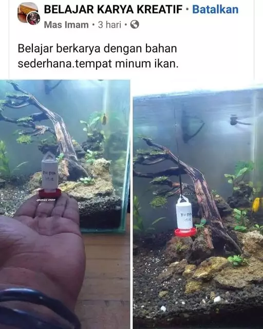 pelihara ikan kocak © 2021 berbagai sumber