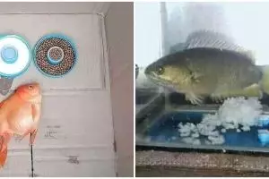 11 Momen kocak orang pelihara ikan ini bikin pusing kepala