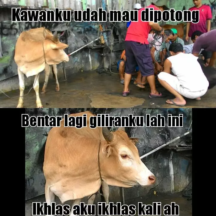 meme sapi galau © 2021 berbagai sumber