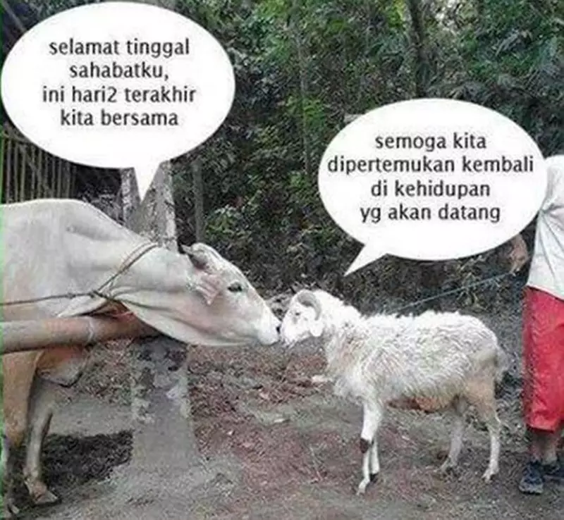meme sapi galau © 2021 berbagai sumber