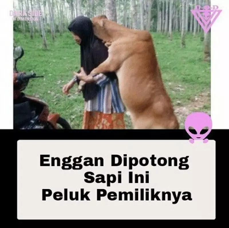 meme sapi galau © 2021 berbagai sumber