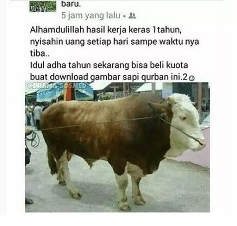 meme sapi galau © 2021 berbagai sumber