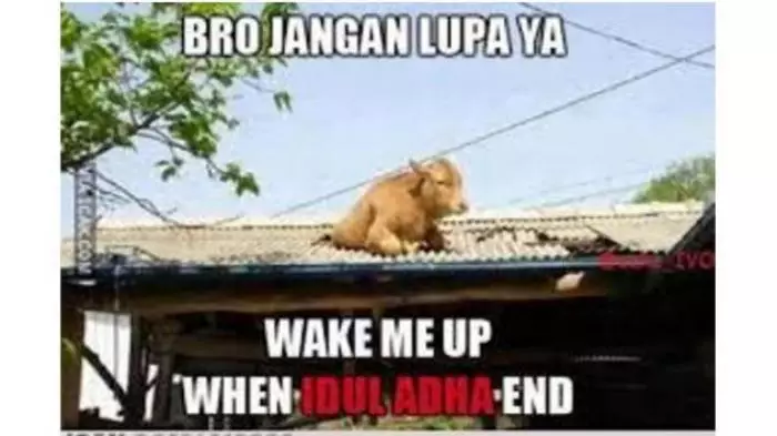 meme sapi galau © 2021 berbagai sumber