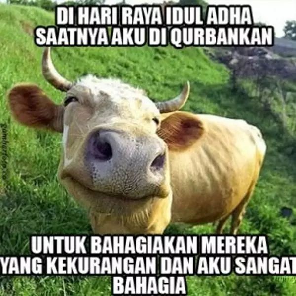 meme sapi galau © 2021 berbagai sumber