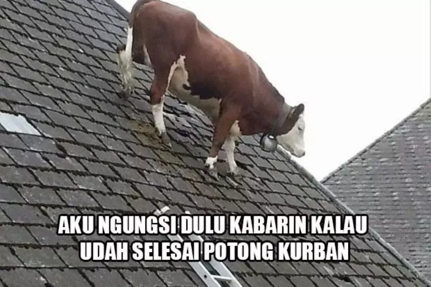 meme sapi galau © 2021 berbagai sumber