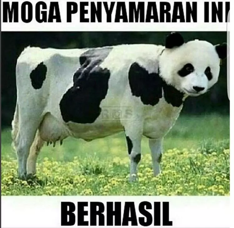 meme sapi galau © 2021 berbagai sumber