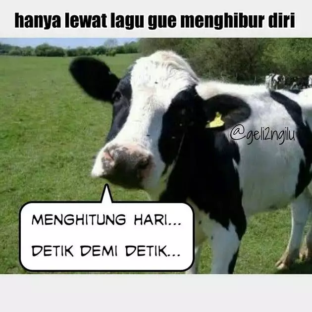 meme sapi galau © 2021 berbagai sumber
