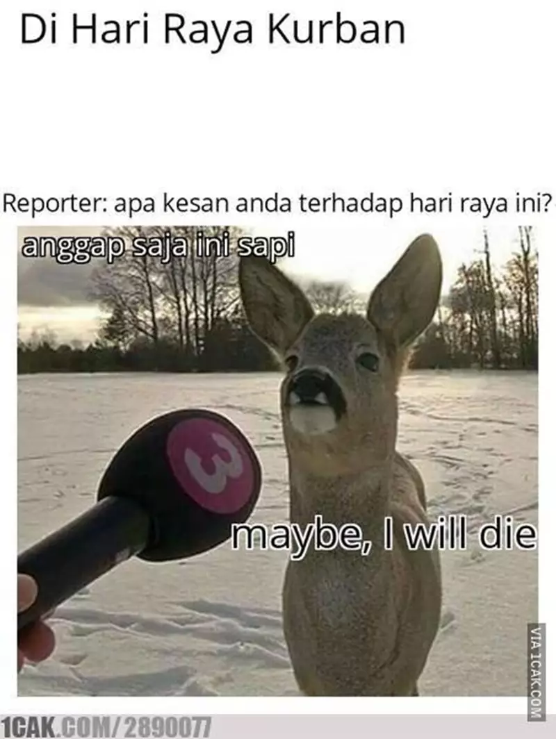 meme sapi galau © 2021 berbagai sumber