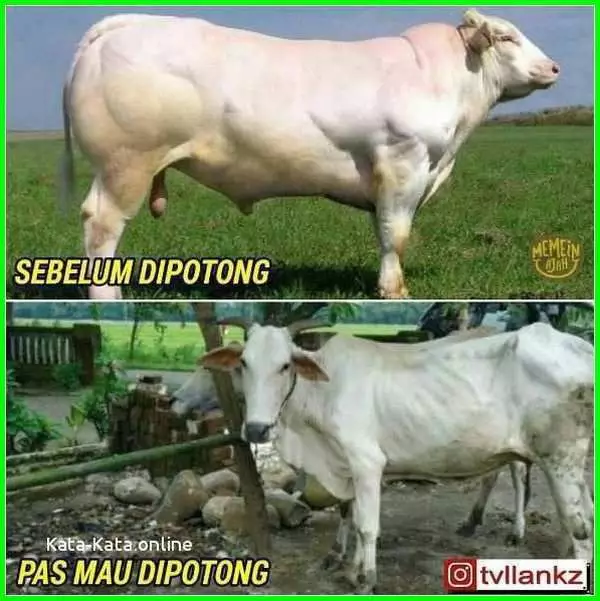 meme sapi galau © 2021 berbagai sumber