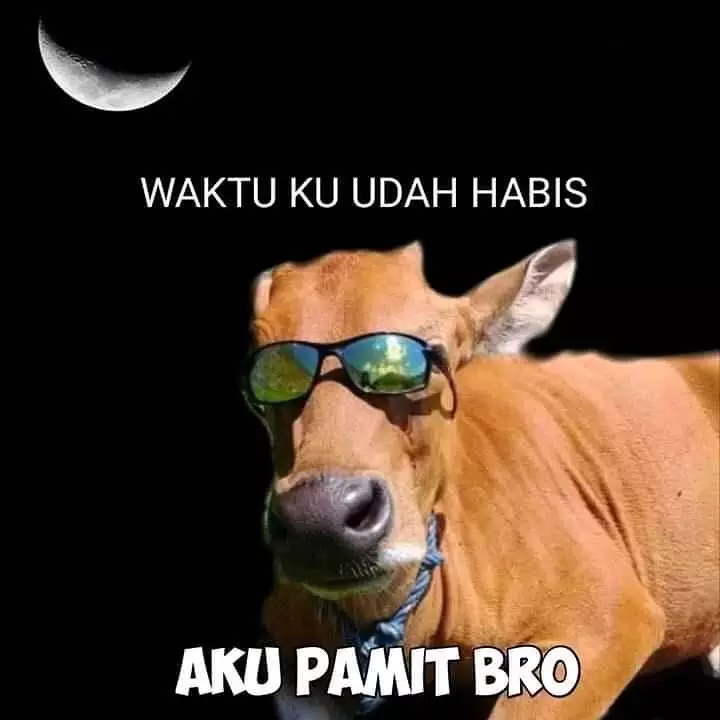 meme sapi galau © 2021 berbagai sumber