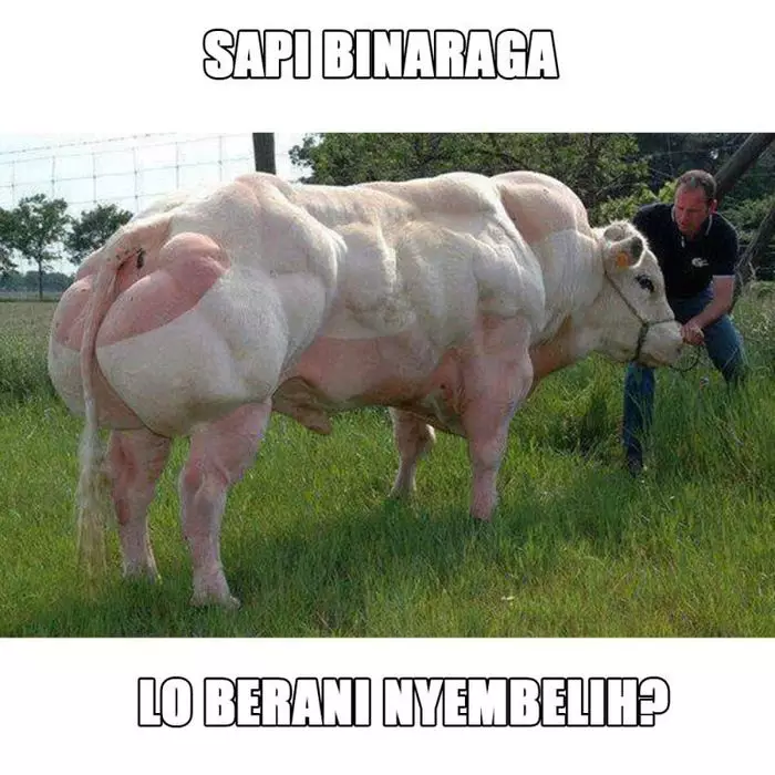 meme sapi galau © 2021 berbagai sumber