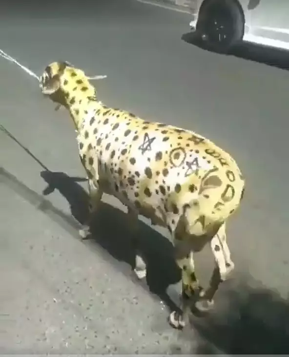 kambing berkeliaran © 2021 berbagai sumber