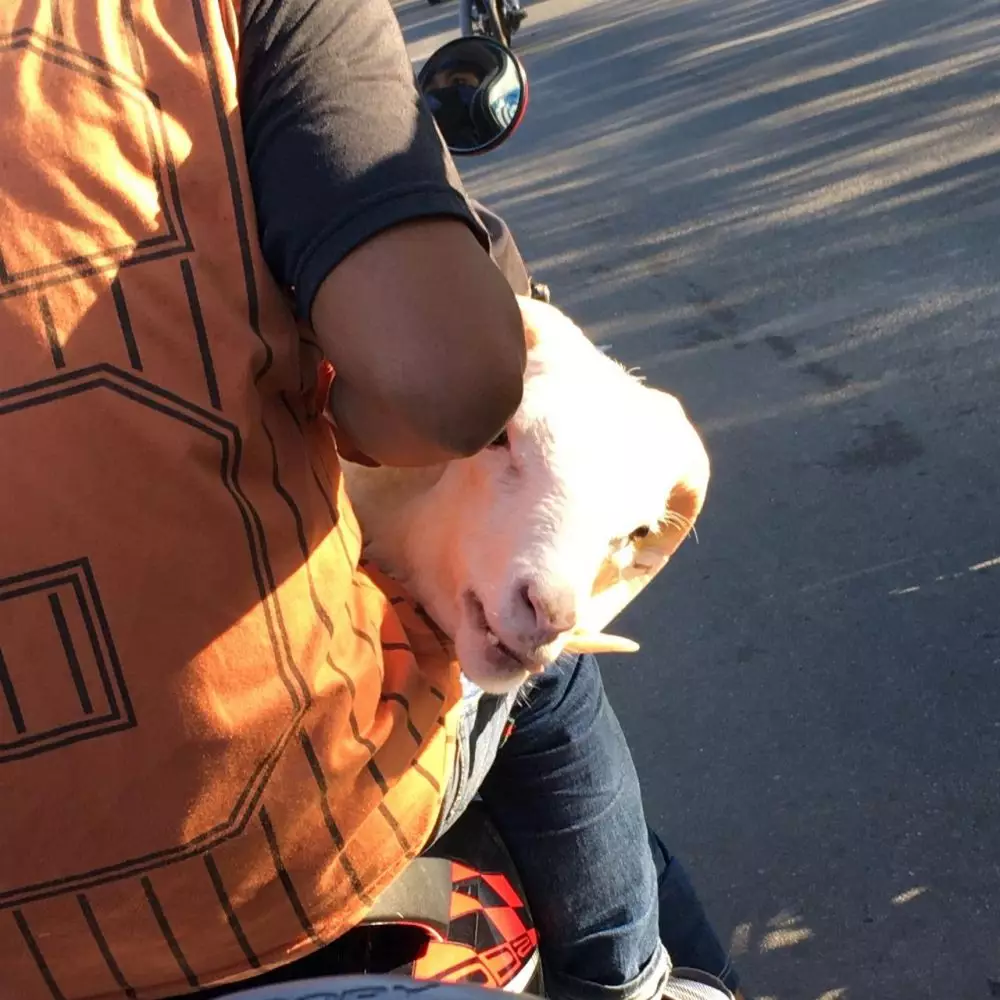 kambing berkeliaran © 2021 berbagai sumber