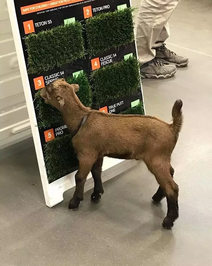 kambing berkeliaran © 2021 berbagai sumber kambing berkeliaran © 2021 berbagai sumber