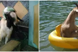 11 Momen lucu kambing berkeliaran di tempat umum, bikin auto heran