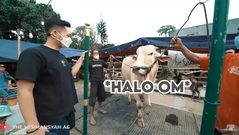 Azriel Hermansyah beli sapi © YouTube/The Hermansyah A6