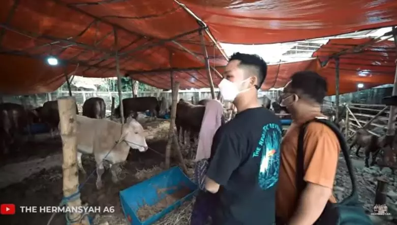 Azriel Hermansyah beli sapi © YouTube/The Hermansyah A6