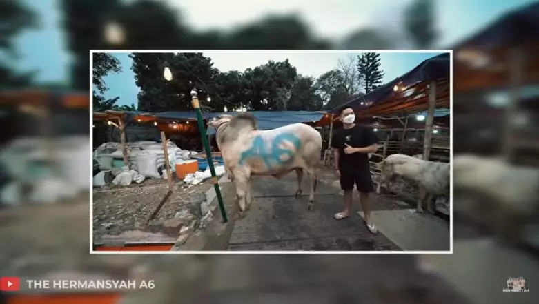 Azriel Hermansyah beli sapi © YouTube/The Hermansyah A6