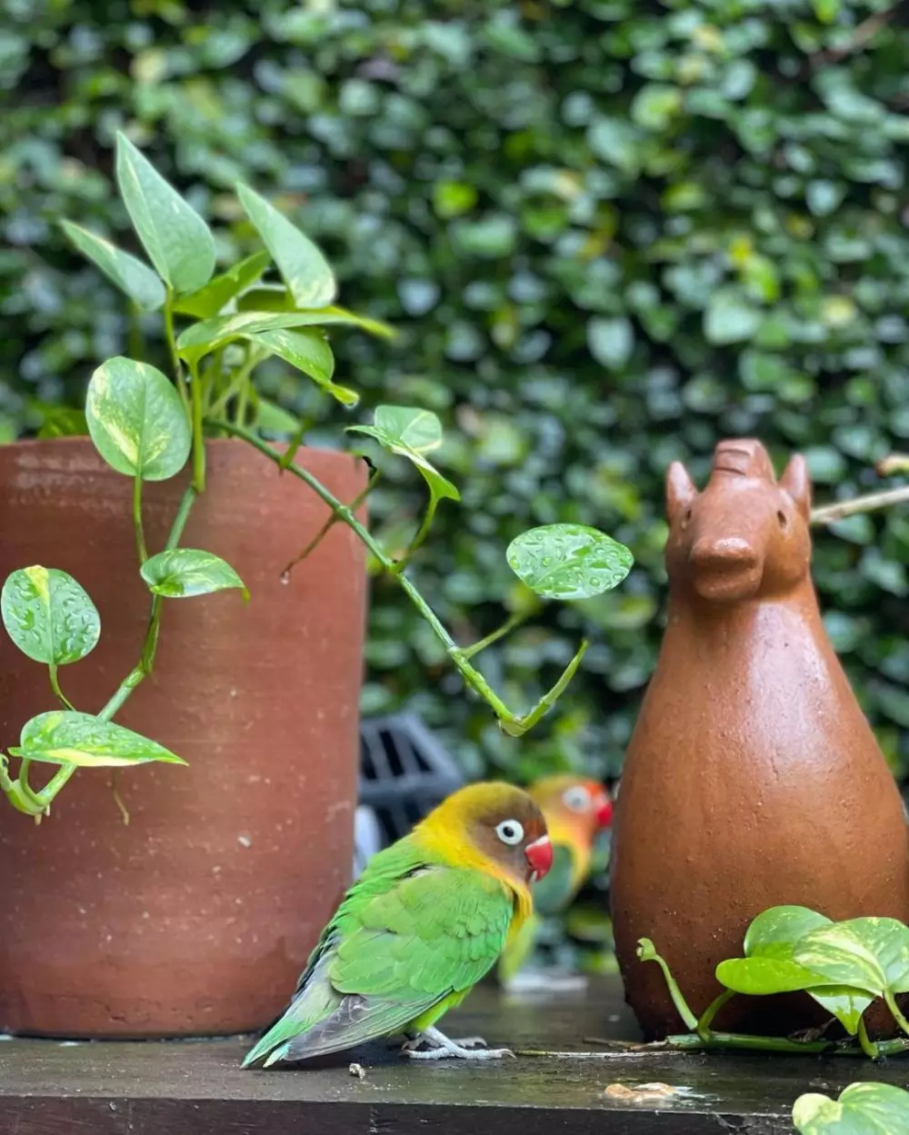 halaman rumah Joko Anwar © Instagram