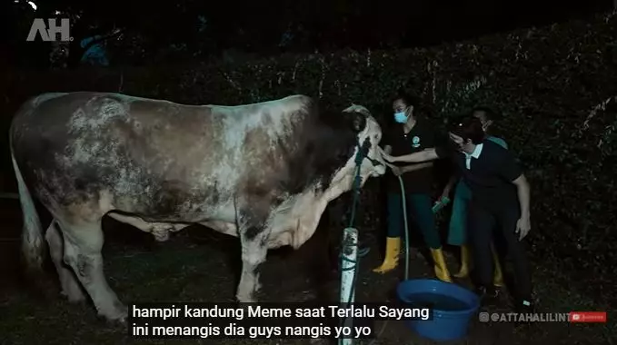 Momen Atta Halilintar bersama hewan kurban © 2021 brilio.net