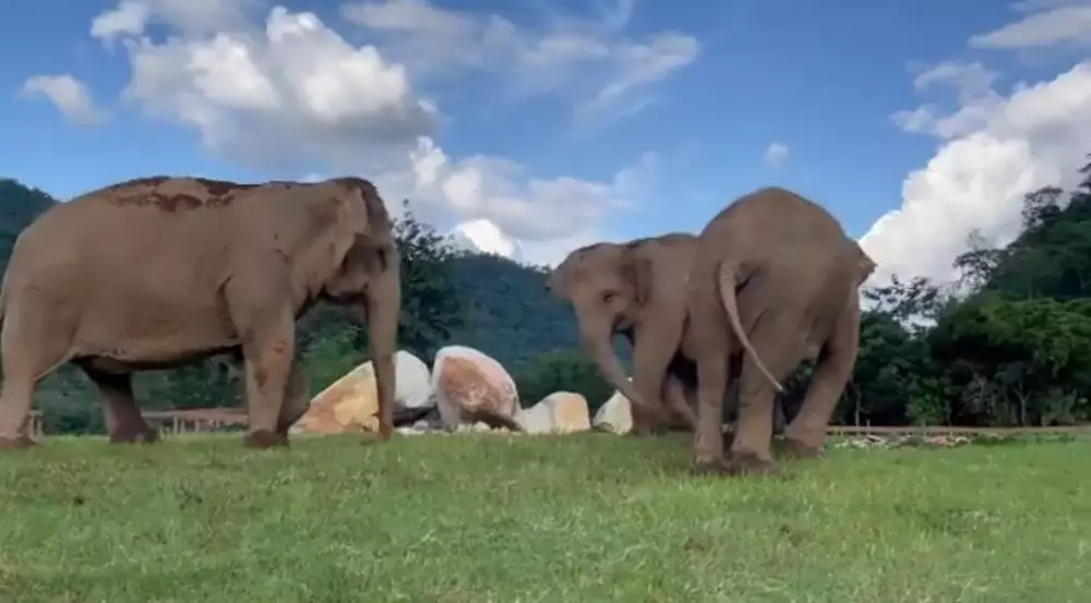 gajah chana bimbing teman buta © Instagram