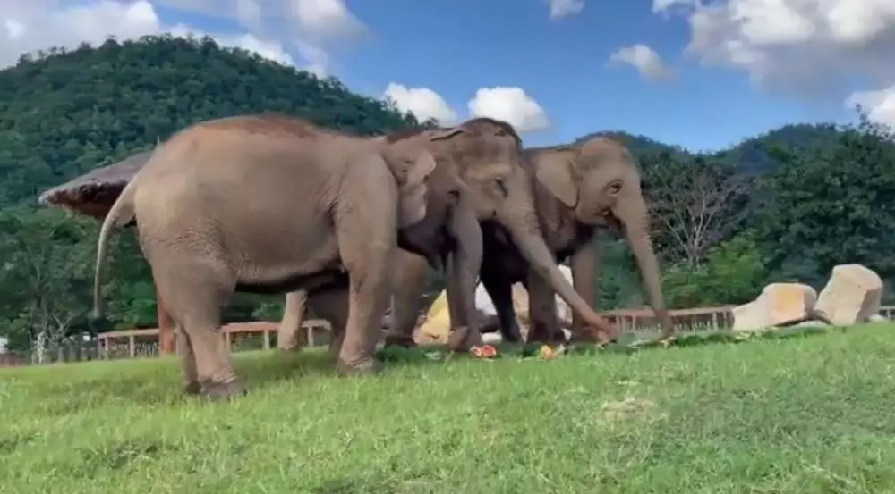 gajah chana bimbing teman buta © Instagram