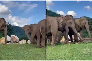 Video gajah bimbing temannya yang buta mencari makan ini bikin haru