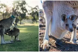 Video lucu anak kanguru masuk kantong induk, ditonton 52 juta kali