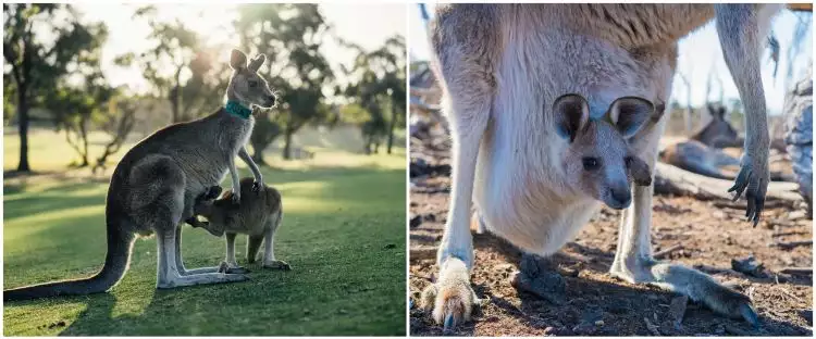 Video lucu anak kanguru masuk kantong induk, ditonton 52 juta kali