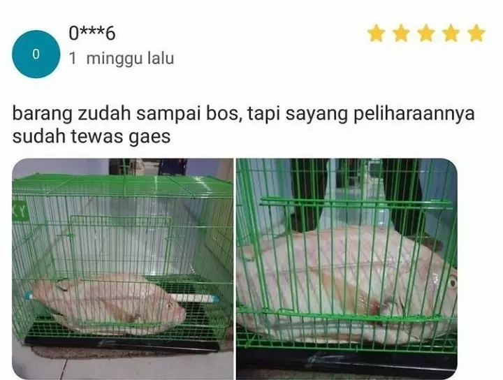 Potret lucu hewan di review olshop © Twitter