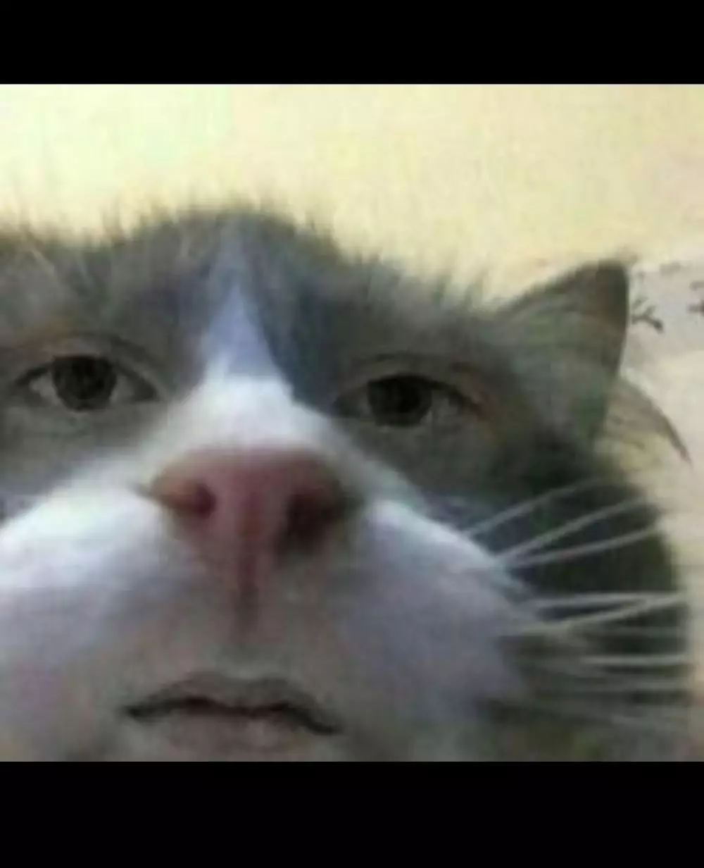 Potret lucu hewan di review olshop © Twitter