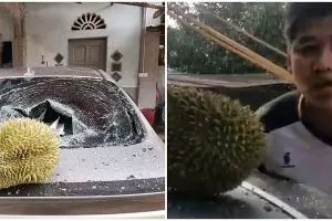 Viral durian tak pernah sentuh tanah dijual Rp 1,7 juta