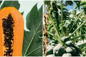 11 Manfaat daun pepaya untuk ibu menyusui, pemenuhan gizi bayi