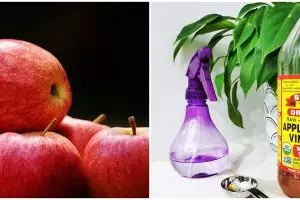 21 Manfaat cuka apel untuk kesehatan dan kecantikan, cegah kolesterol