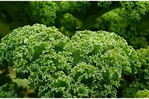 Sering dihindari, 7 sayuran pahit ini punya banyak manfaat