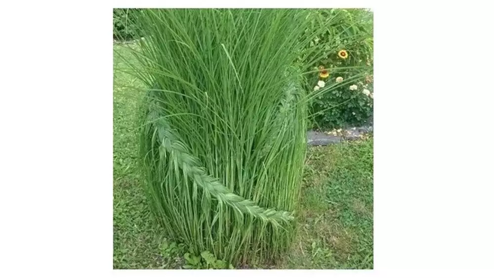 Potret tanaman di taman © Boredpanda