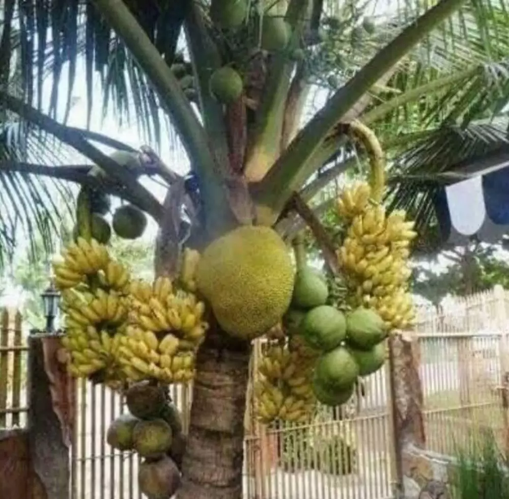 potret lucu buah di pohon © 2021 1cak.com