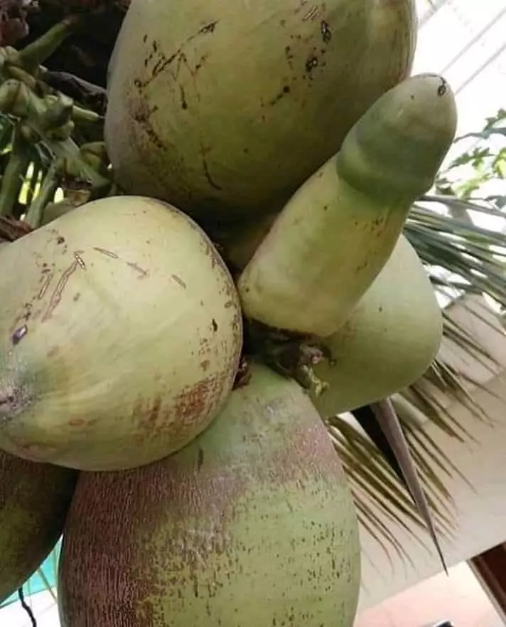 potret lucu buah di pohon © 2021 1cak.com