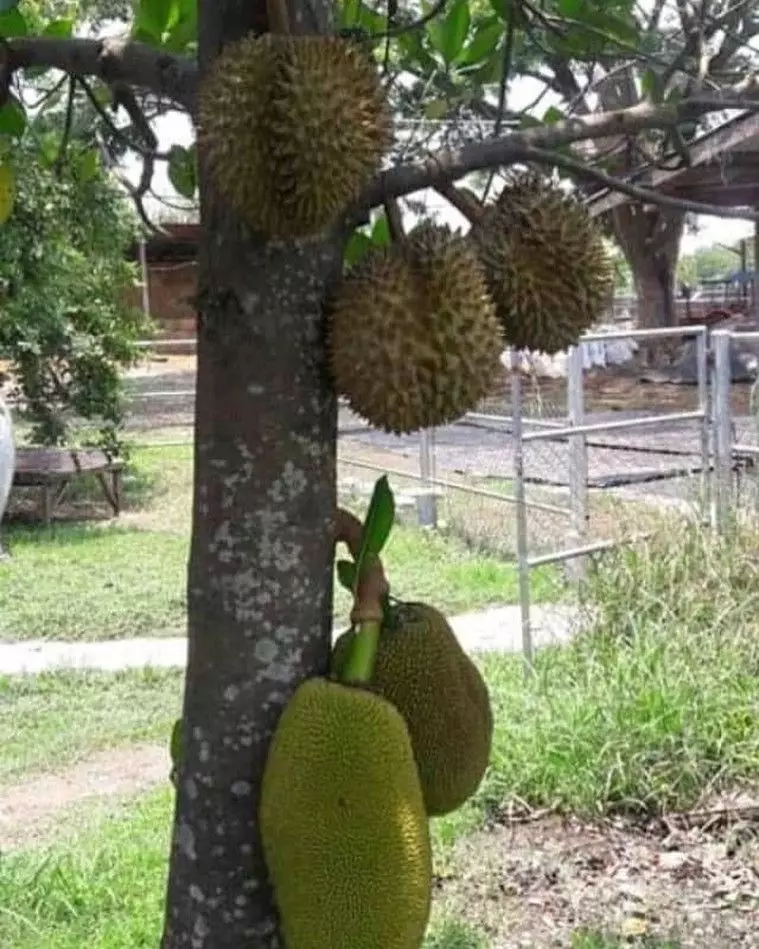 potret lucu buah di pohon © 2021 1cak.com