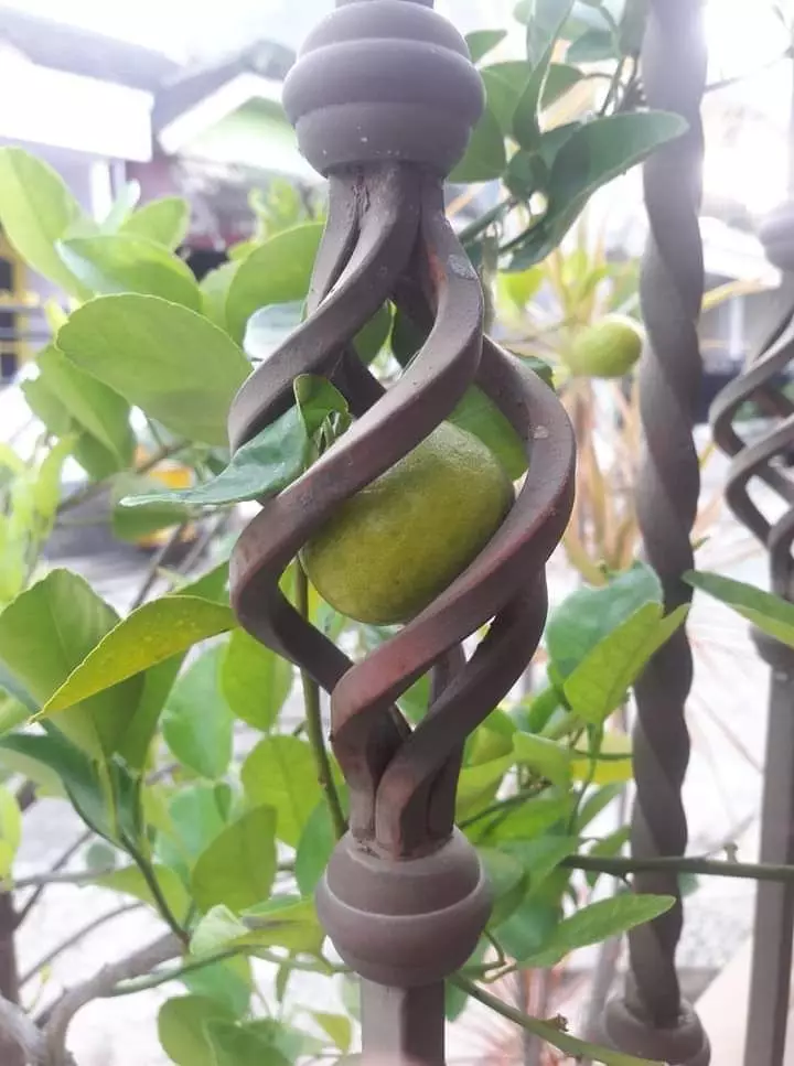 potret lucu buah di pohon © 2021 1cak.com