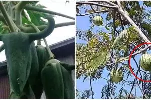 11 Potret lucu buah di pohon ini penampakannya bikin salah fokus